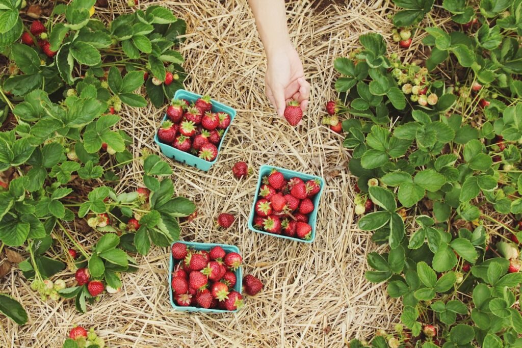 Desert Hydrogel: The Breakthrough Polymer Allowing Crops to Grow with 80% Less Water