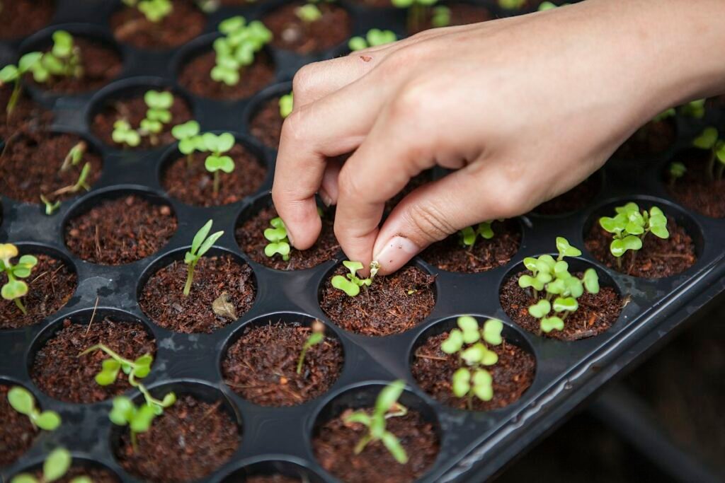 Neom’s $500M Vertical Farm: Can AI and Aeroponics Feed 9 Million People in the Desert?